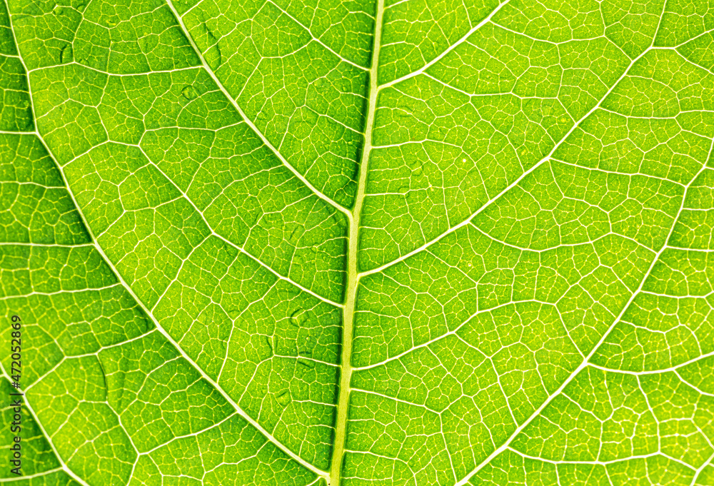 Abstract closeup green leaf texture background Abstract closeup green leaf texture background