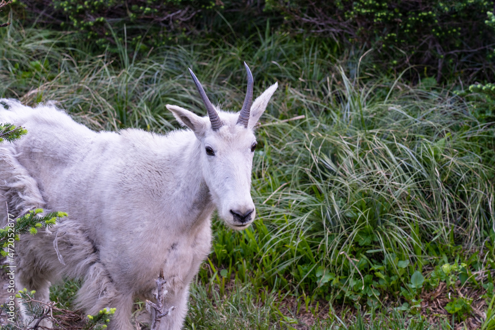 Mountain goat in Glacier National Park in Montana Mountain goat in Glacier National Park in Montana