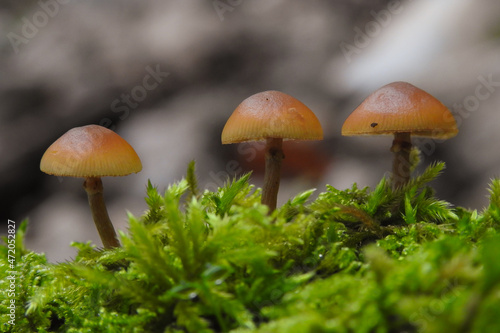 Funghi Galerina marginata su muschio in primo piano e sfondo chiaro