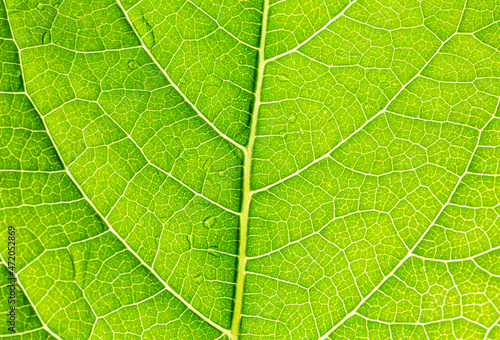 Abstract closeup green leaf texture background