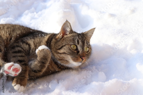 domestic cat lies in the snow and has pink packs