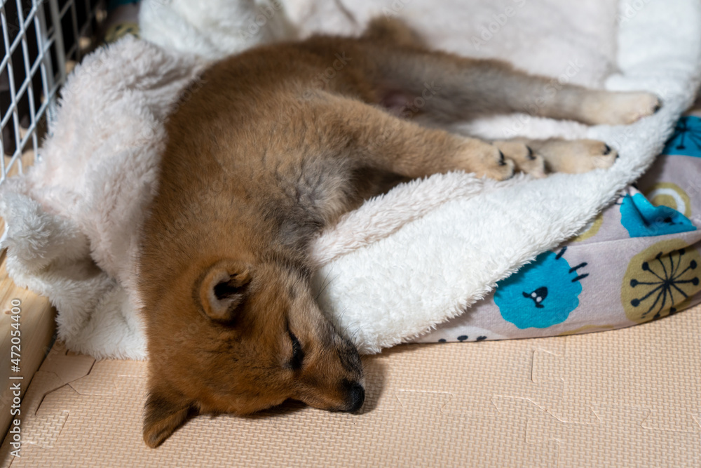 Obraz premium 豆柴の子犬 生後78日