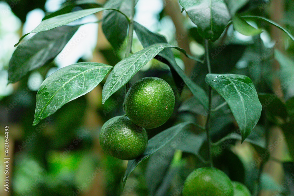 Green lemons growing on the tree. Lime close up on branch. Exotic farm	