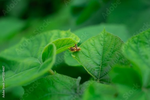 Fluffy bee among green leaves foliage. Description