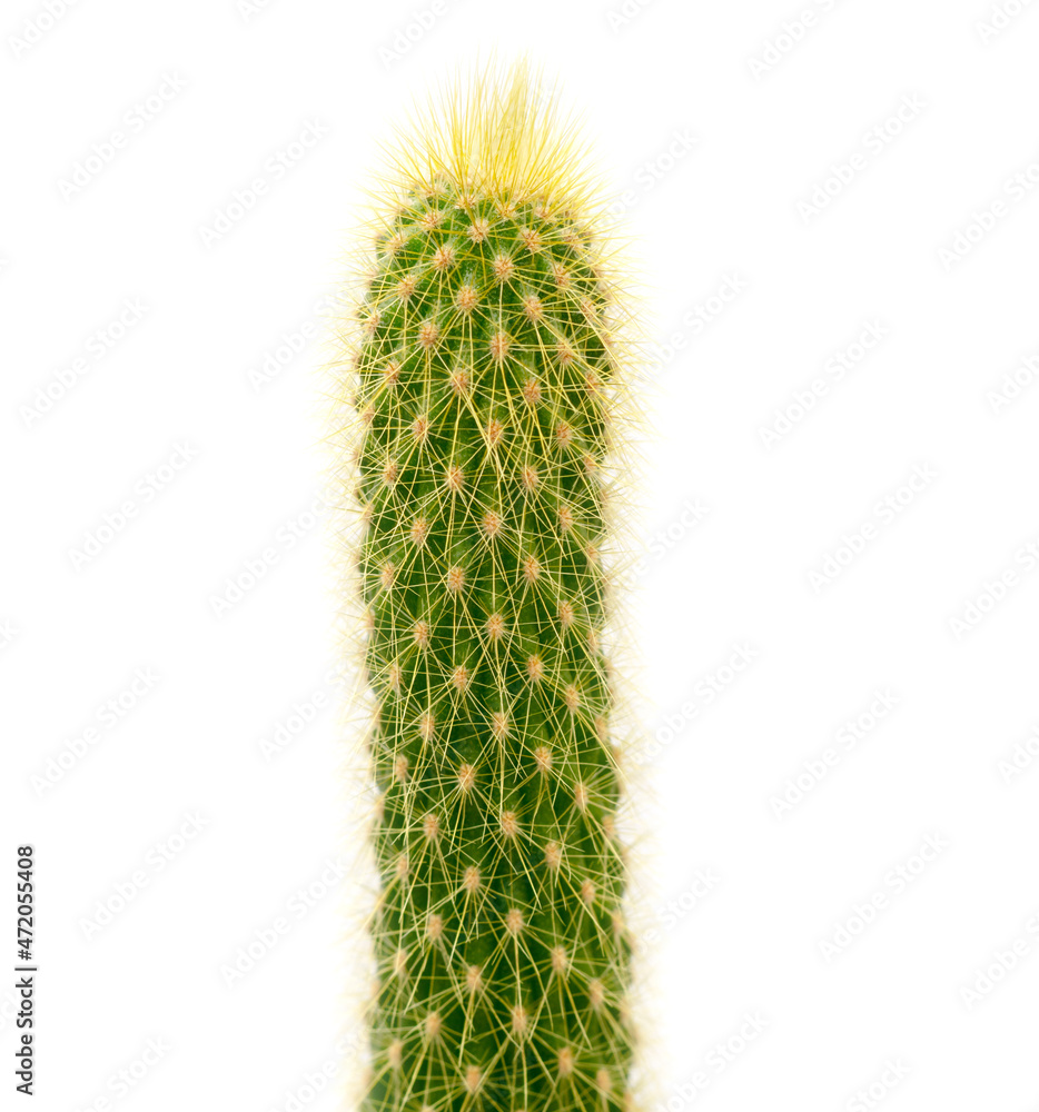Cactus isolated on white background. Cactus isolated on white background.