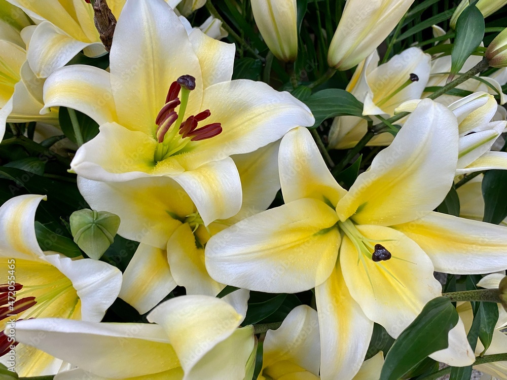 Obraz premium White lily and petal center is yellow. White lily bouquet background.