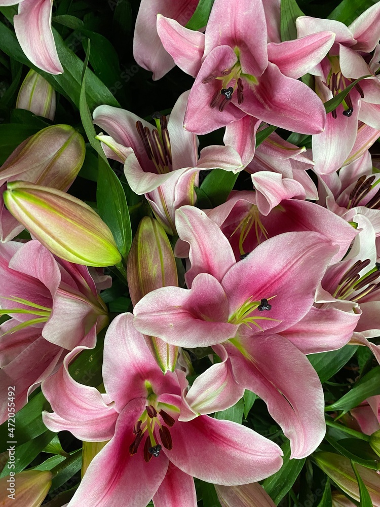 Close-up of pink Lily bloom in the garden. Flower Background.