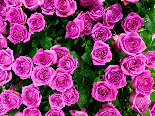 Purple roses bouquet background. Concept of royalty  majesty and endless enchantment. 