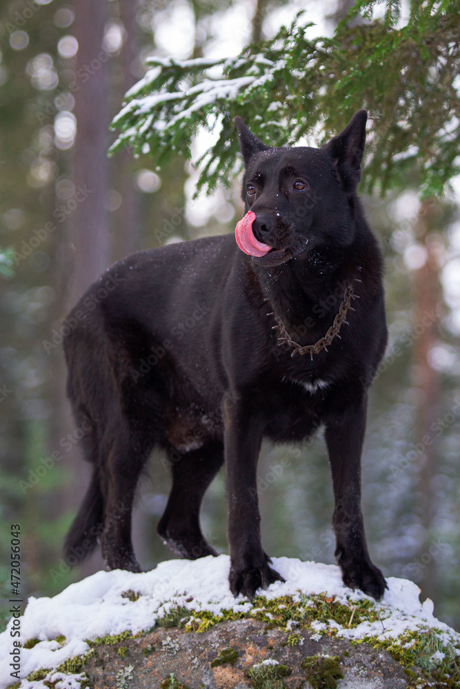 the muzzle of a black dog in the spruce branches on a sunny day in a snow-covered forest. protruding tongue the muzzle of a black dog in the spruce branches on a sunny day in a snow-covered forest. protruding tongue