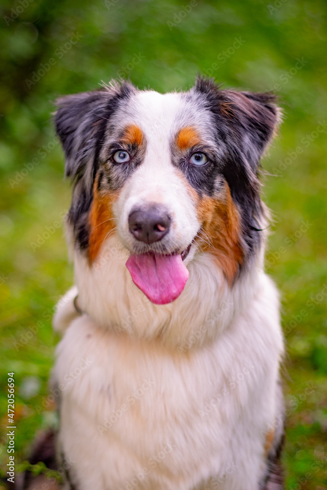 Portrait of australian shepherd dog aussie looking at the camera Portrait of australian shepherd dog aussie looking at the camera