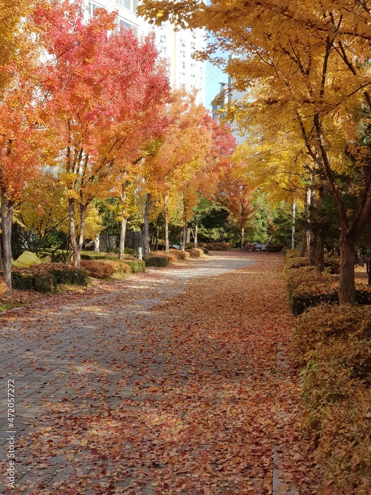 Autumn scenery in Korea, Fallen leaves in the apartment garden in Korea Autumn scenery in Korea, Fallen leaves in the apartment garden in Korea