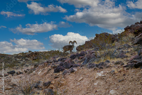 Desert Bighorn Sheep in the wild
