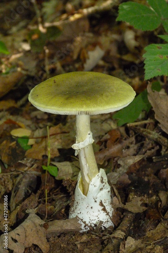 Fungo mortale Amanita phalloides in primo piano tra le foglie nel bosco