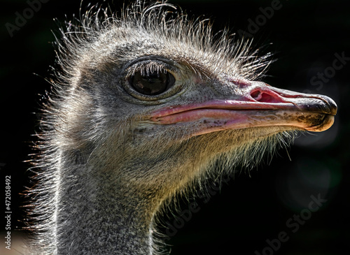 African ostrich head. Latin name - Struthio camelus	
