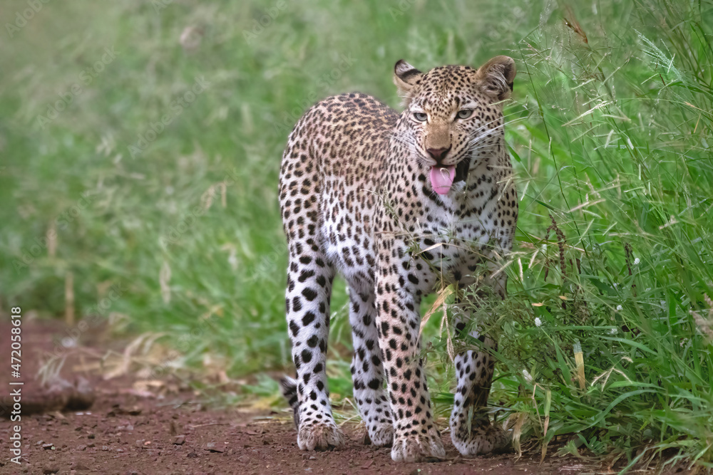 Obraz premium leopard in green background 