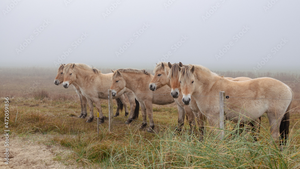 Fjordpferde im Nebel auf einer Weide Fjordpferde im Nebel auf einer Weide