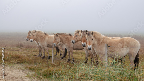 Fjordpferde im Nebel auf einer Weide