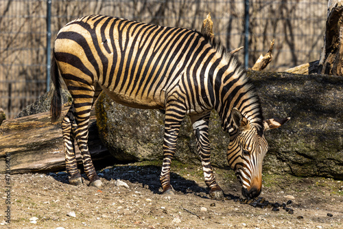 Fototapeta Naklejka Na Ścianę i Meble -  Hartmann's Mountain Zebra, Equus zebra hartmannae. An endangered zebra