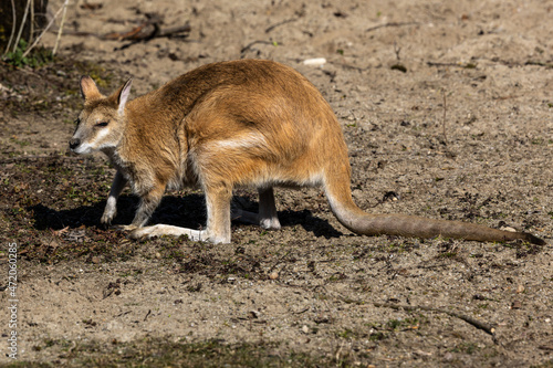 The agile wallaby, Macropus agilis also known as the sandy wallaby