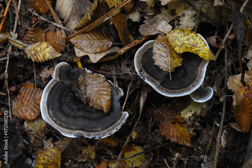 Funghi Phellodon niger tra lefoglie della faggeta in Autunno, primo piano photo