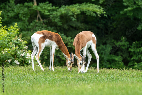 Dama gazelle, Gazella dama mhorr or mhorr gazelle is a species of gazelle photo