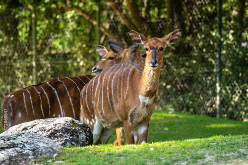 Nyala Antelope - Tragelaphus angasii. Wild life animal.