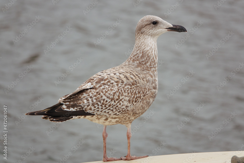 Obraz premium junge stehende Silbermöwe