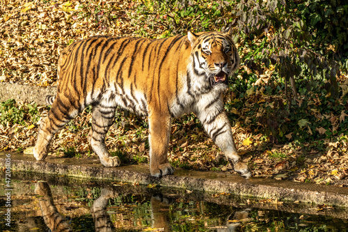 The Siberian tiger Panthera tigris altaica in the zoo
