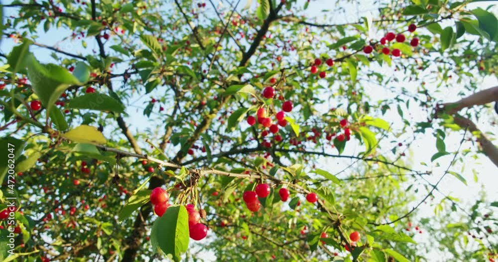 Cherry tree with sweet wild berries growing at garden. Close up of male hands picking sweet ripe fruits. Concept of harvesting. 