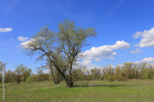 tree on spring meadow in steppe © Pavlo Klymenko