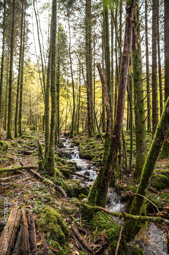 Ruisseau de la Hutte fließt durch den Wald © AlexWolff68