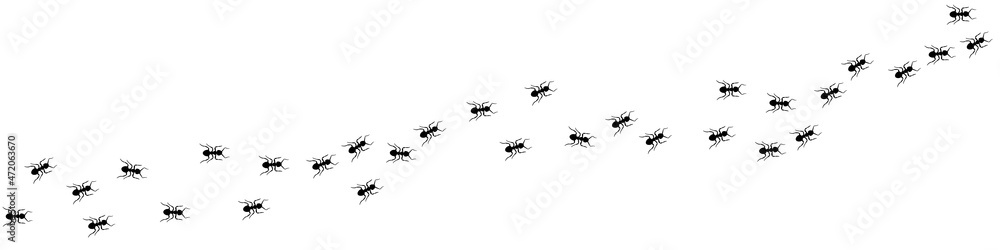 Ant trail A line of worker ants marching in search of food Vector
