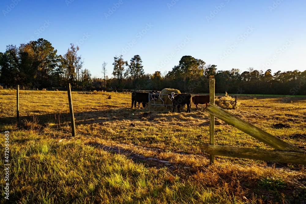Fototapeta premium Cows feeding at sunset