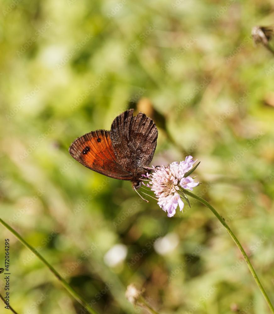 Fototapeta premium Erebia montana ou papillon moiré striolé de couleur marron foncé à ocelles sur bandes oranges, revers anneau marbré foncé, veiné de blanc