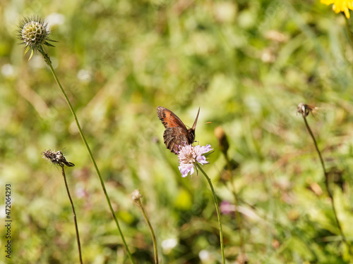 Erebia montana ou papillon moiré striolé de couleur marron foncé à ocelles sur bandes oranges, revers anneau marbré foncé, veiné de blanc