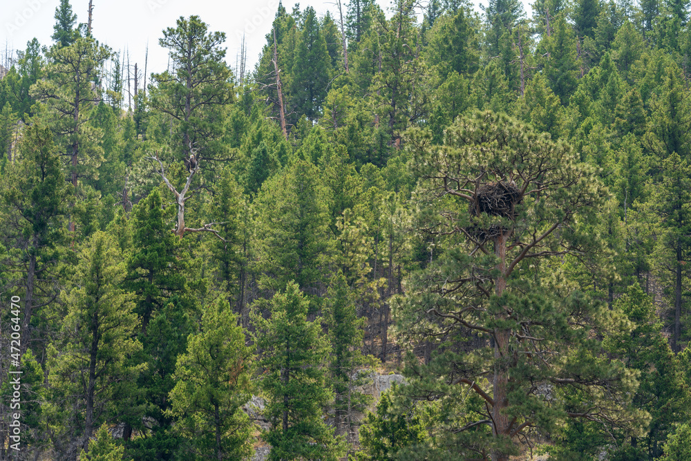 A bald eagle nest in the treetops in Montana A bald eagle nest in the treetops in Montana