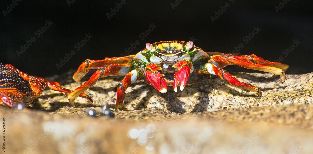 Red crab sitting on stone, sea crustacean Red crab sitting on stone, sea crustacean