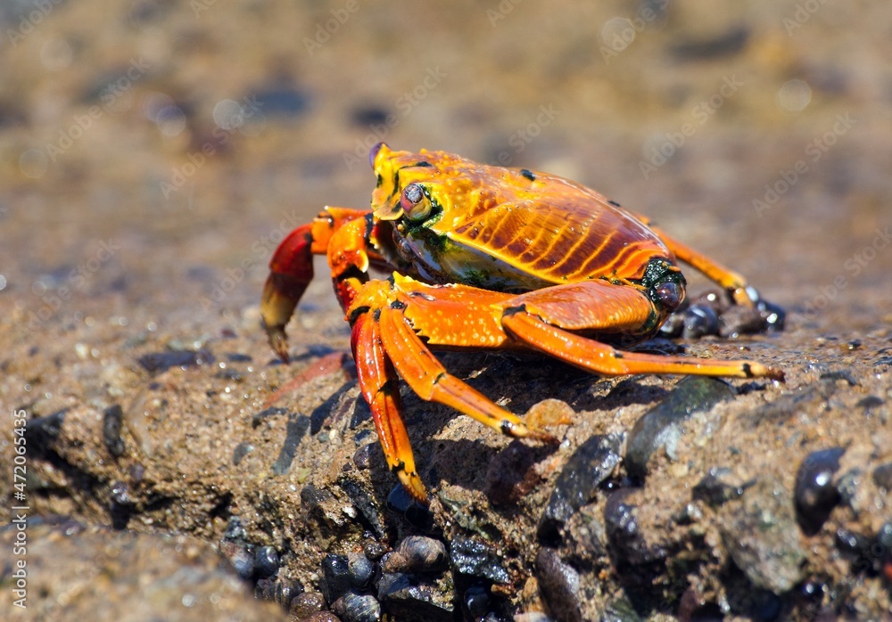 Red crab sitting on stone, sea crustacean Red crab sitting on stone, sea crustacean
