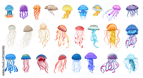 Collection of colorful jellyfish of different types.