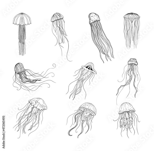 Collection of monochrome illustrations of jellyfishes in sketch style. Hand drawings in art ink style. Black and white graphics.
