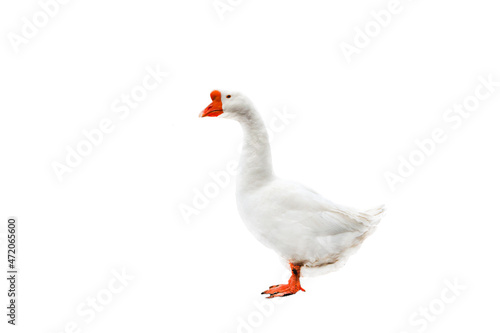 White goose on a white background. 