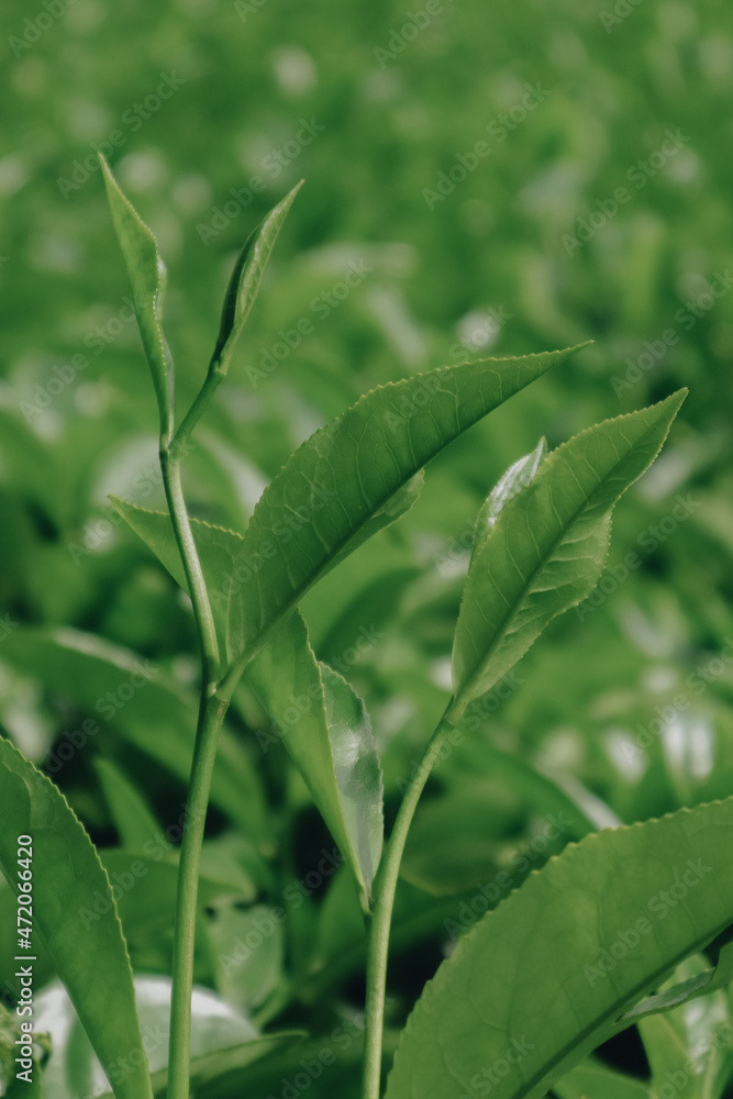 Obraz premium close up tea plantation