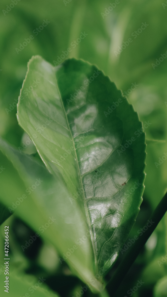 tea leaf with drops tea leaf with drops