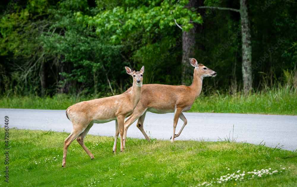 Wild White Tailed Deer roaming wildlife sanctuary in Rome Georgia. Wild White Tailed Deer roaming wildlife sanctuary in Rome Georgia.