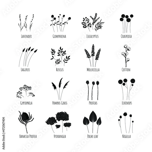 Set of silhouettes of dried flowers. Vector illustration photo
