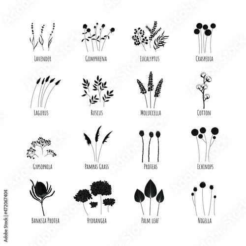 Set of silhouettes of dried flowers. Vector illustration