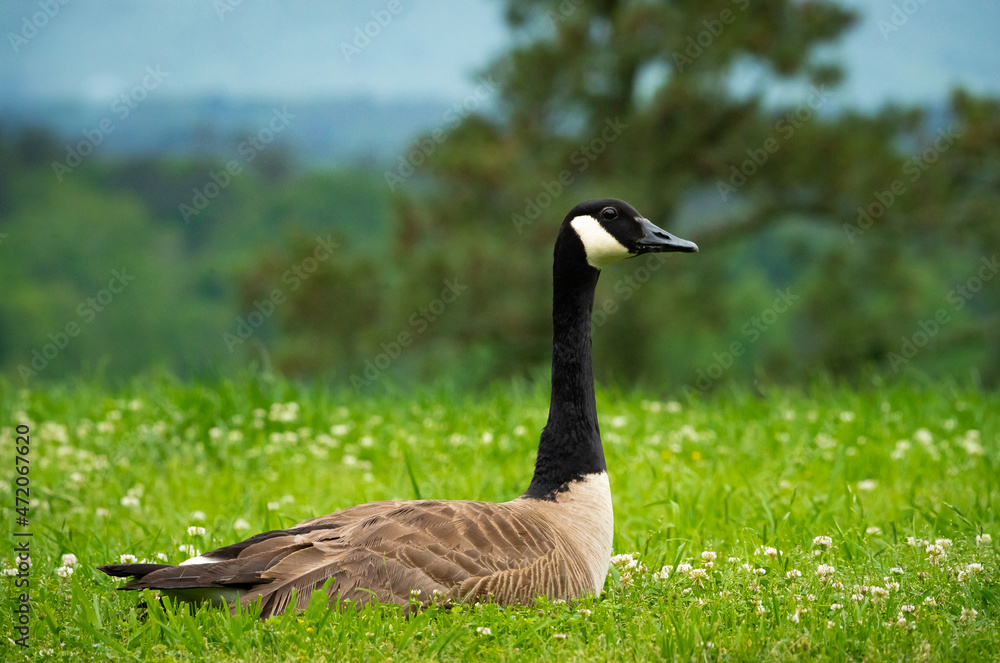 Wild Canadian Goose sitting in meadow in wildlife sanctuary in Rome Georgia.
Wild Canadian Goose sitting in meadow in wildlife sanctuary in Rome Georgia.
