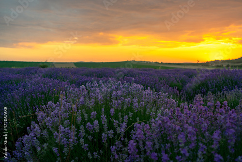 a lavender field at sunset