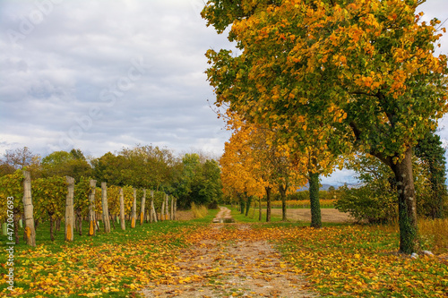 The mid-November autumn landscape in the fields of Moimacco near Cividale del Friuli, Udine Province, Friuli-Venezia Giulia, north east Italy
 photo