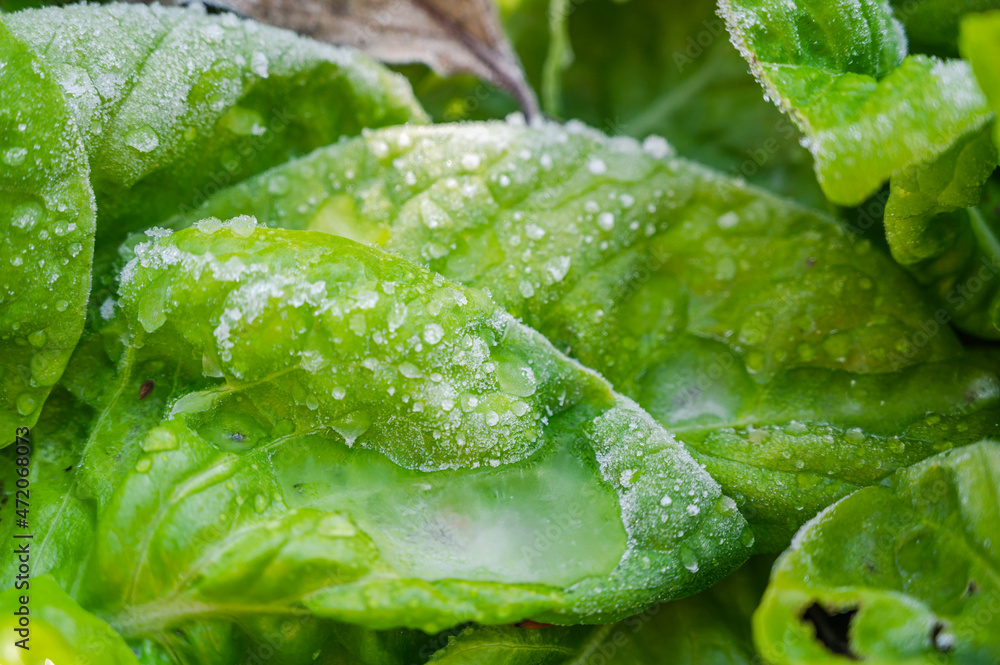 霜が降りた畑のサラダ菜 霜が降りた畑のサラダ菜